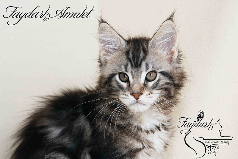 Faydark Amulet - Kitten maine-coon 2 months 1 week