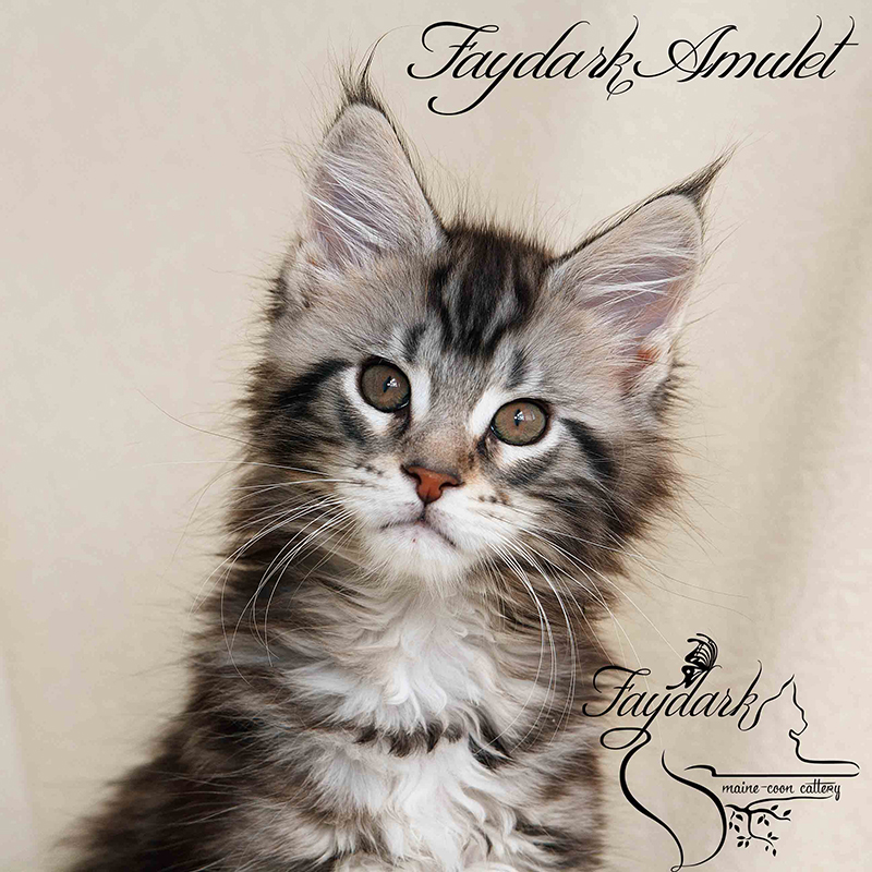 Faydark Amulet - Kitten maine-coon 2 months 1 week
