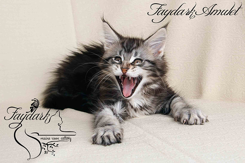Faydark Amulet - Kitten maine-coon 2 months 1 week