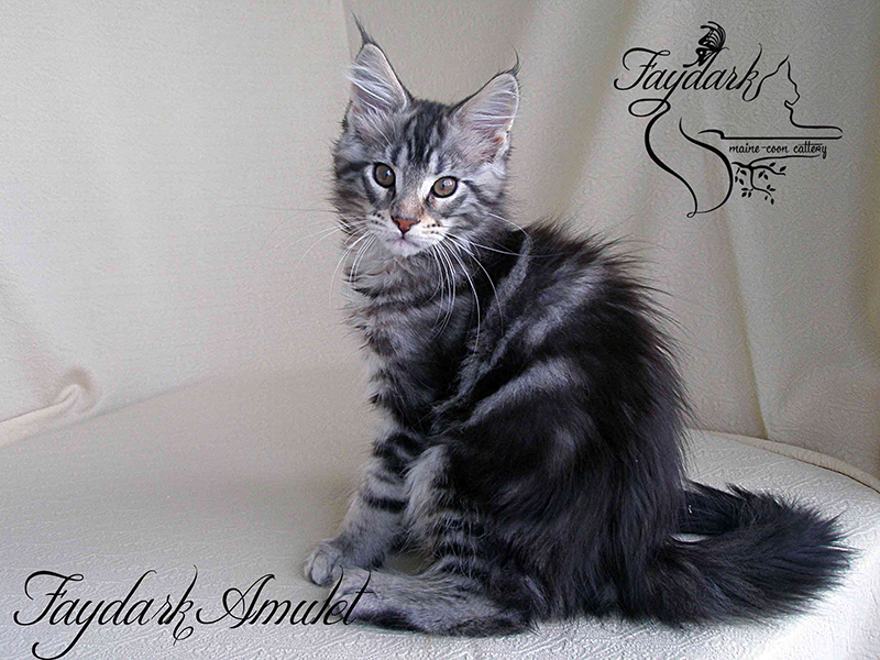 Faydark Amulet - Kitten maine-coon 2 months 3 weeks