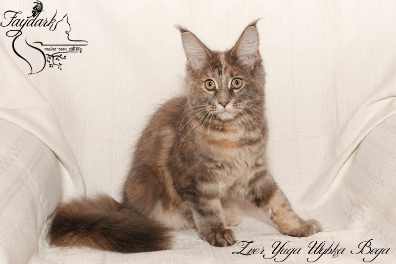 Zver Yuga Ulybka Boga - Kitten maine-coon 4 months 0.5 weeks