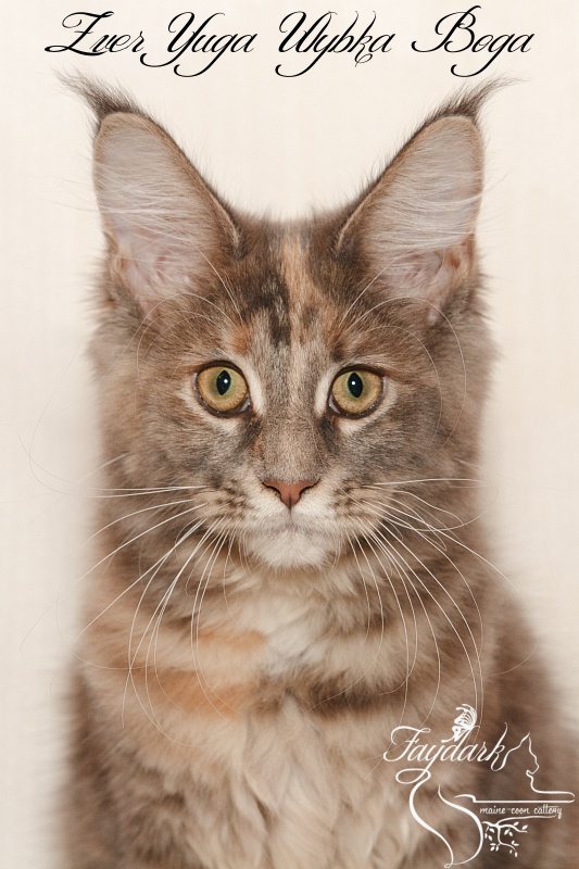 Zver Yuga Ulybka Boga - Kitten maine-coon 4 months 0.5 weeks
