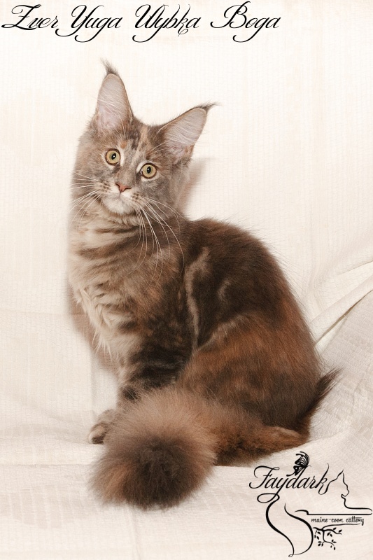 Zver Yuga Ulybka Boga - Kitten maine-coon 4 months 0.5 weeks
