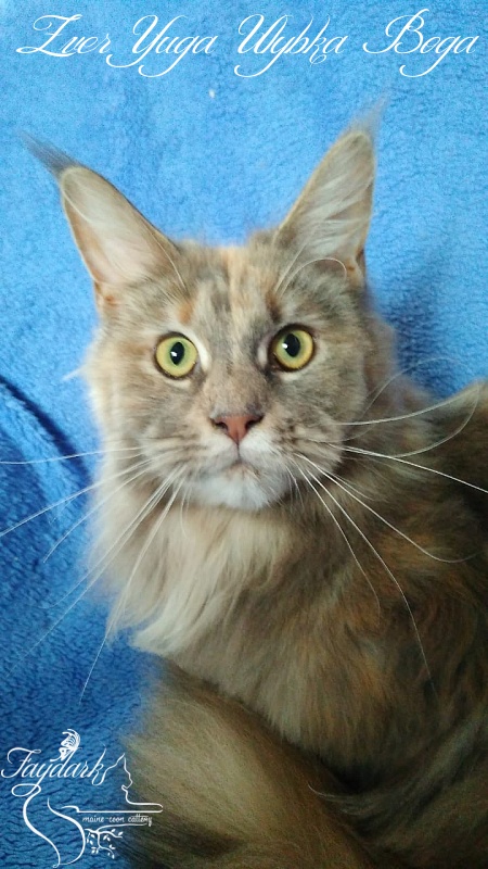 Zver Yuga Ulybka Boga - Adult maine-coon 10 months 4 weeks