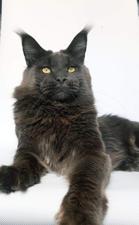 Zver Yuga Faust - maine-coon