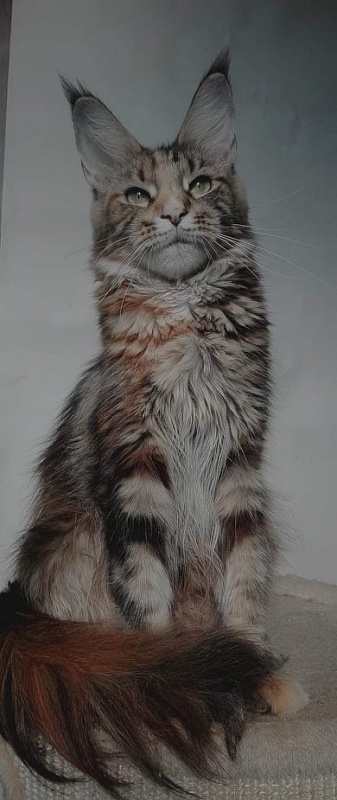 Iris Cool's Tifani - maine-coon