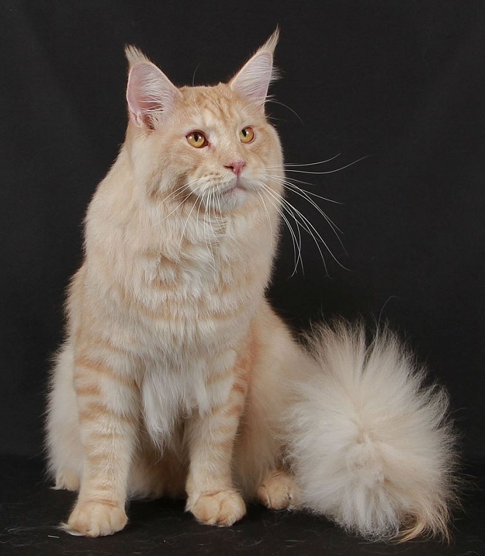 Force of Life Umka - maine-coon