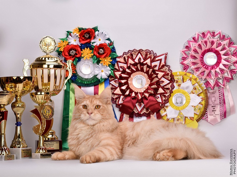 Force of Life Umka - maine-coon