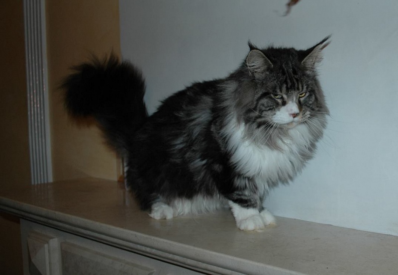 Yanika Coon Martin of Red Lion - maine-coon