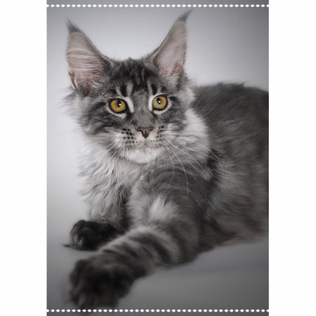 Iris Cool's Marshall of Marelax Pride - maine-coon