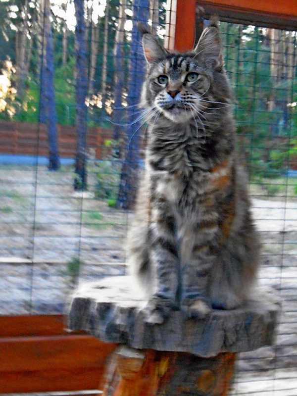 Pillowtalk's Lambada - maine-coon