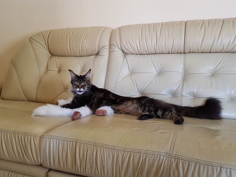 Elphinstone Sweet Shooter - maine-coon