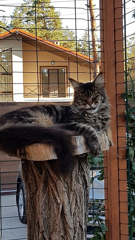 Elphinstone Sweet Shooter - maine-coon