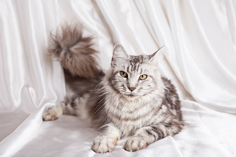 Diana Forest Lynx - maine-coon