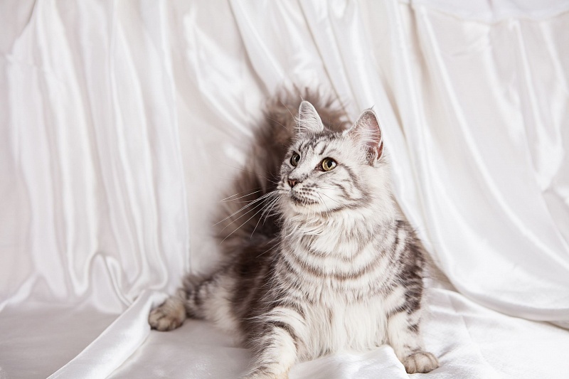 Diana Forest Lynx - maine-coon