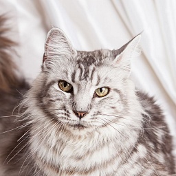 Diana Forest Lynx