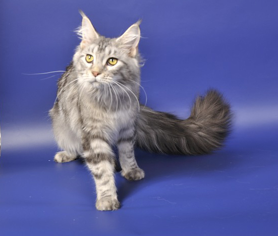Iris Cool's Arisha of Sky Diamond - maine-coon 12/16/2012