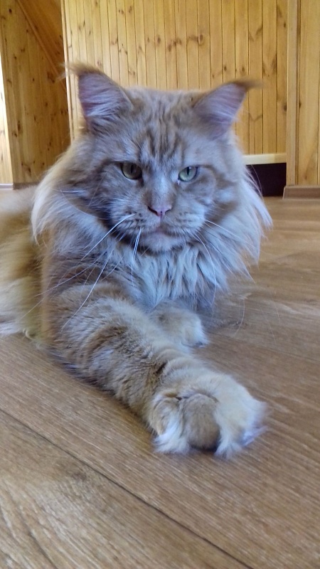 Force of Life Uncle Sam - maine-coon