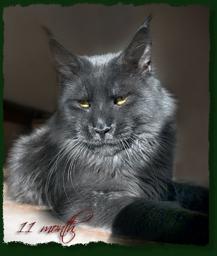 Demmis Roussos Pellumia - мейн-кун 01.01.2010