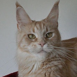 Mainefield's Bijou