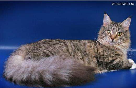 Paulina - maine-coon