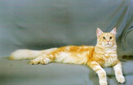 Pink Panther of Diamond Beach Cats - maine-coon