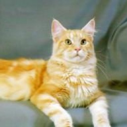 Pink Panther of Diamond Beach Cats