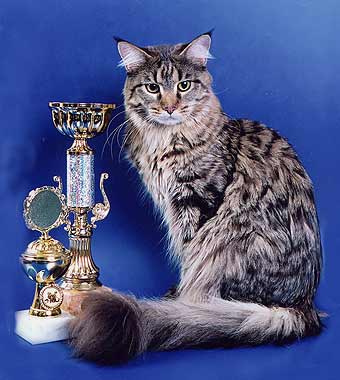 Hardian Big Racoon - maine-coon