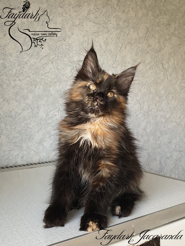 Faydark Jacaranda - Kitten maine-coon 2 months 2.5 weeks