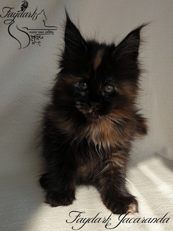 Faydark Jacaranda - Kitten maine-coon 1 month 4 weeks