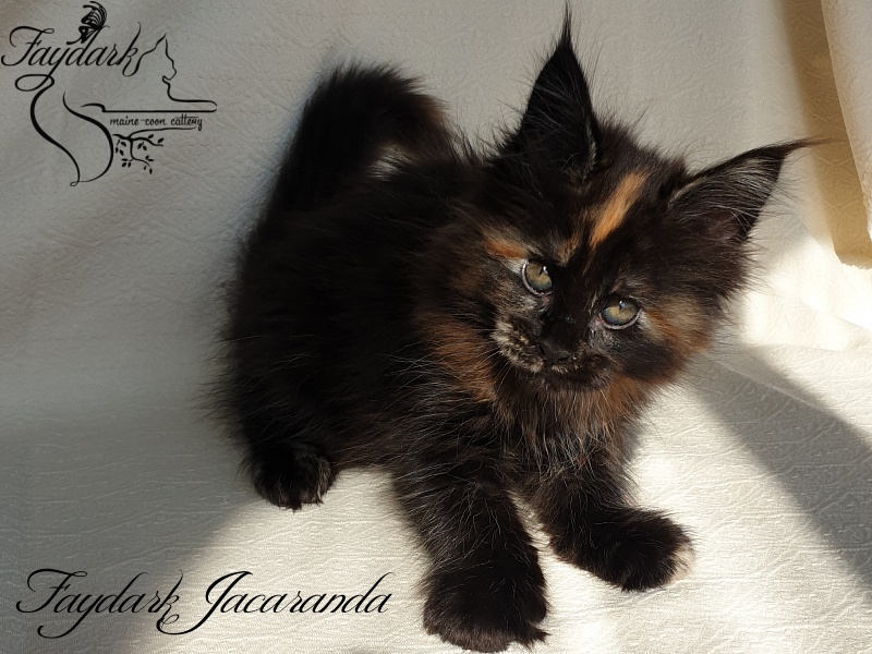 Faydark Jacaranda - Kitten maine-coon 1 month 4 weeks