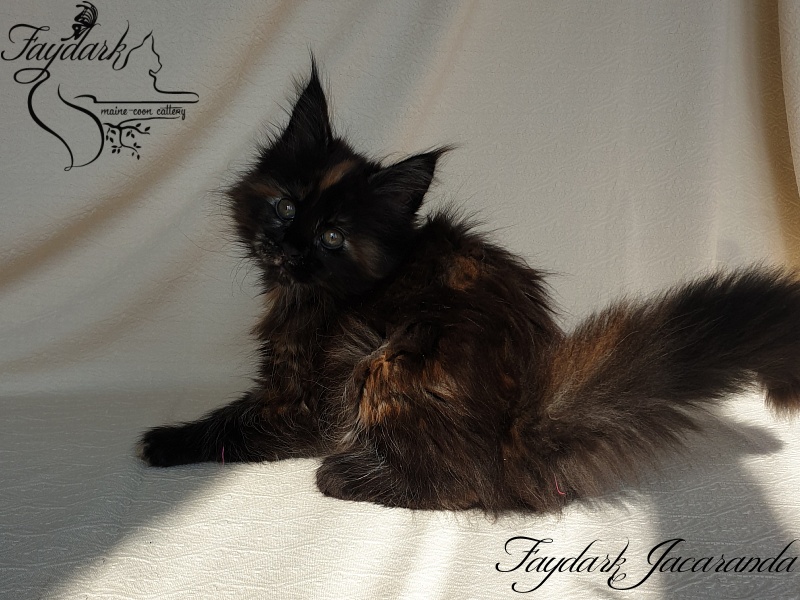 Faydark Jacaranda - Kitten maine-coon 1 month 4 weeks
