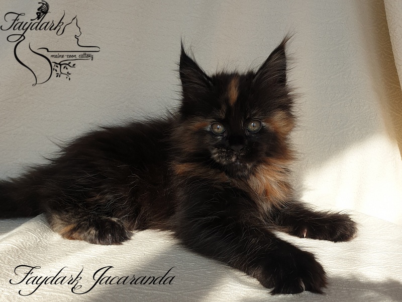 Faydark Jacaranda - Kitten maine-coon 1 month 4 weeks