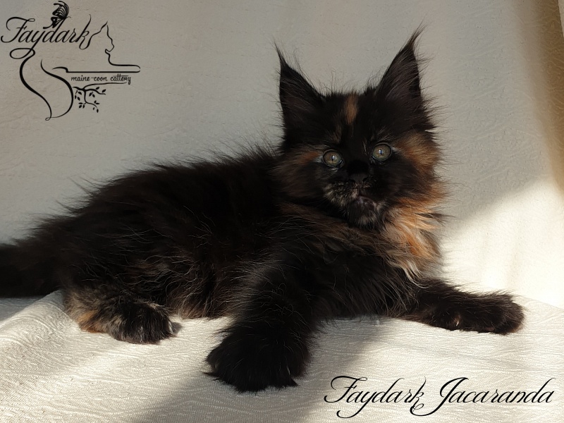 Faydark Jacaranda - Kitten maine-coon 1 month 4 weeks