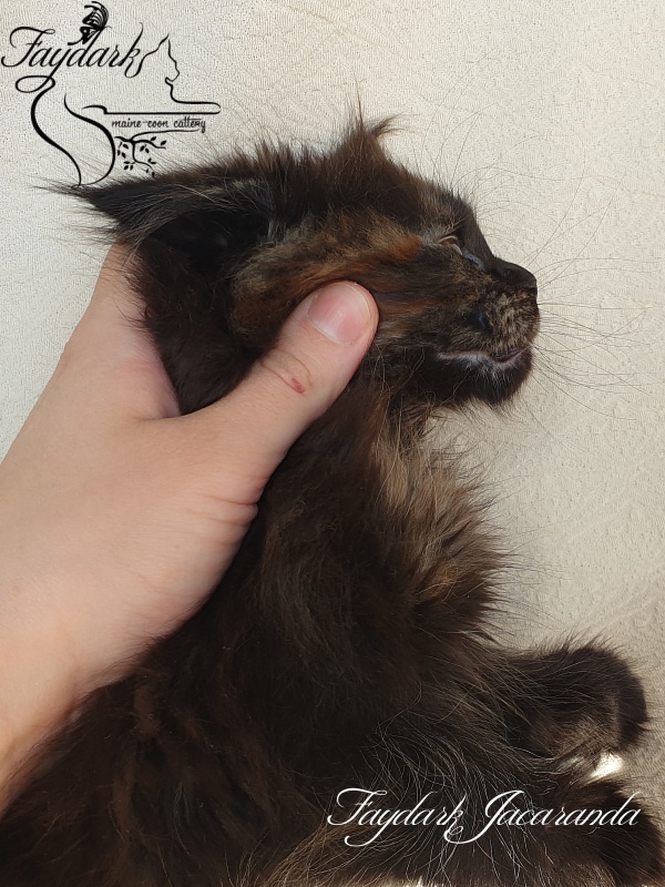 Faydark Jacaranda - Kitten maine-coon 1 month 4 weeks
