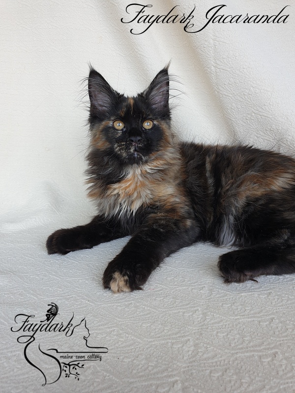 Faydark Jacaranda - Kitten maine-coon 3.5 months