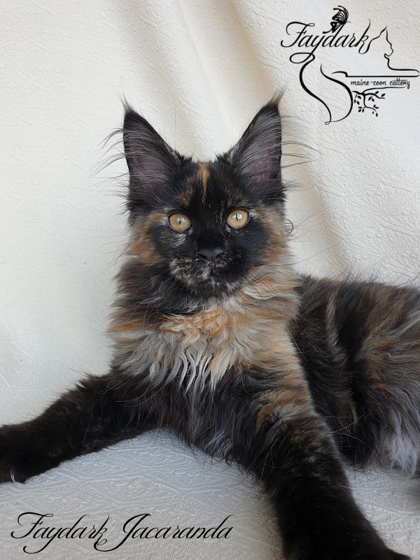Faydark Jacaranda - Kitten maine-coon 3.5 months