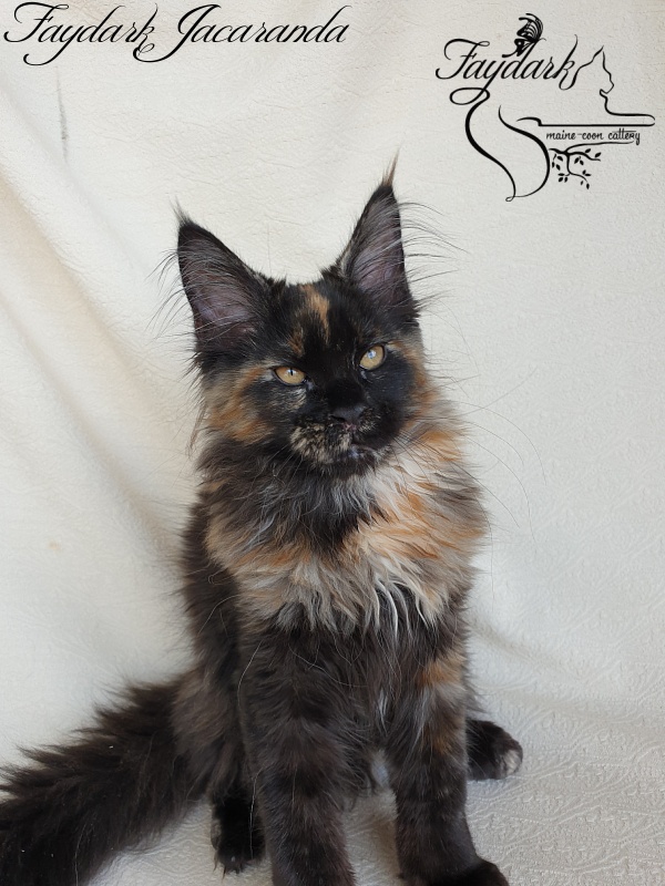 Faydark Jacaranda - Kitten maine-coon 3.5 months