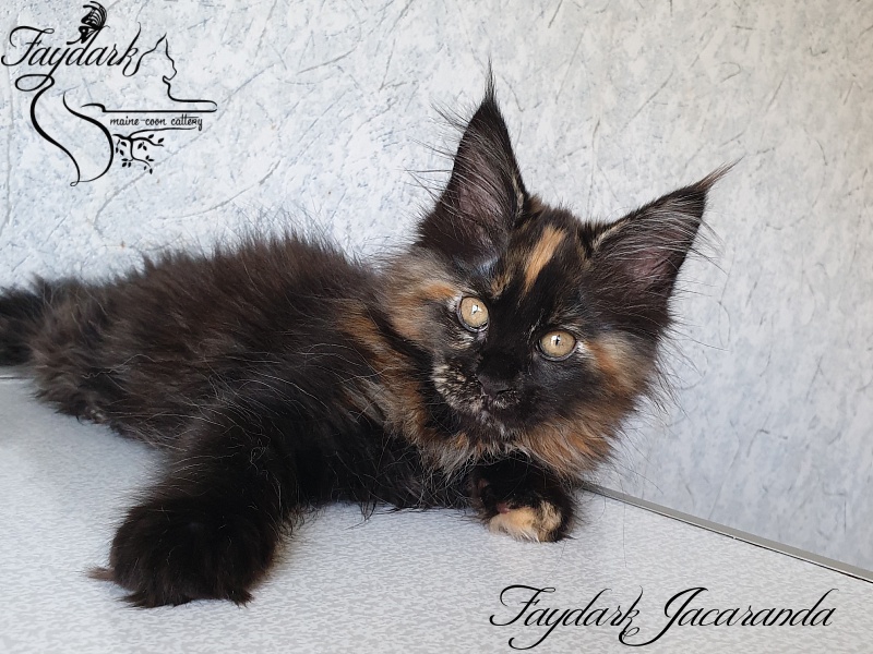 Faydark Jacaranda - Kitten maine-coon 2 months 2.5 weeks