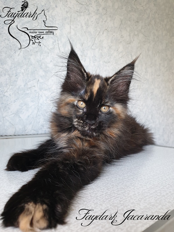 Faydark Jacaranda - Kitten maine-coon 2 months 2.5 weeks