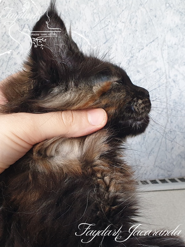 Faydark Jacaranda - Kitten maine-coon 2 months 2.5 weeks