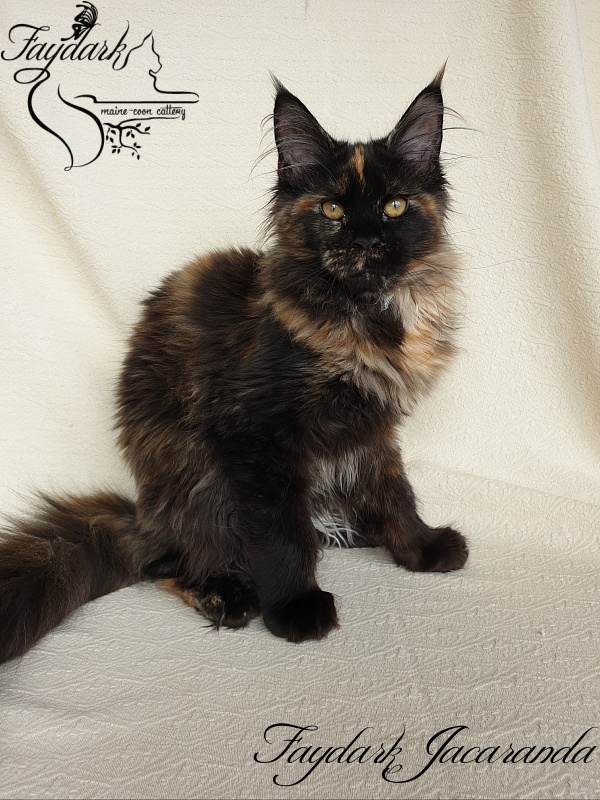 Faydark Jacaranda - Kitten maine-coon 4 months 1.5 week