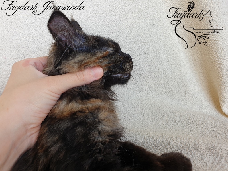 Faydark Jacaranda - Kitten maine-coon 3.5 months