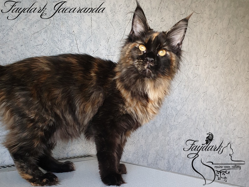 Faydark Jacaranda - Kitten maine-coon 5 months 0.5 weeks