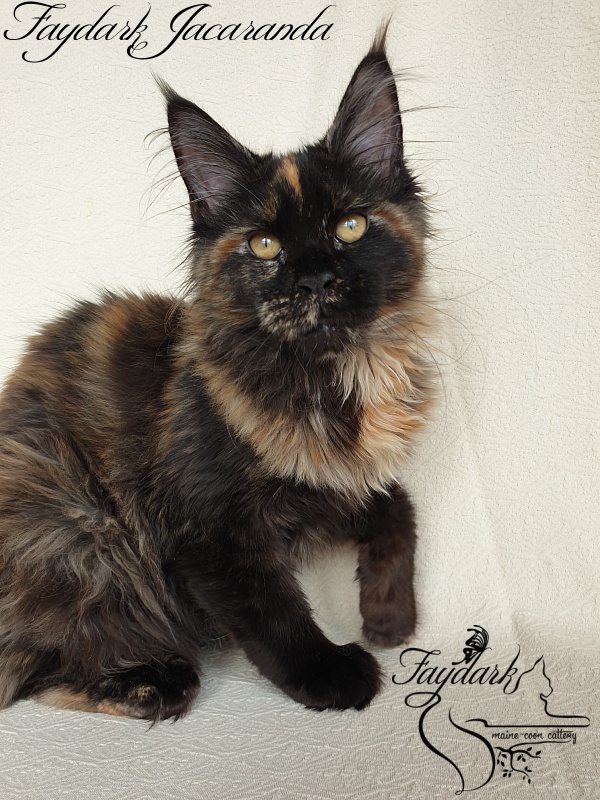 Faydark Jacaranda - Kitten maine-coon 4 months 1.5 week