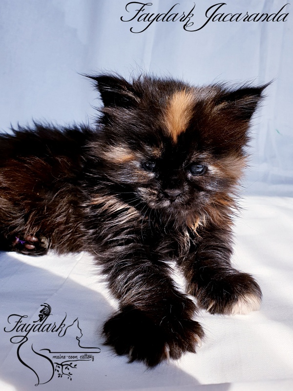 Faydark Jacaranda - Kitten maine-coon 1 month