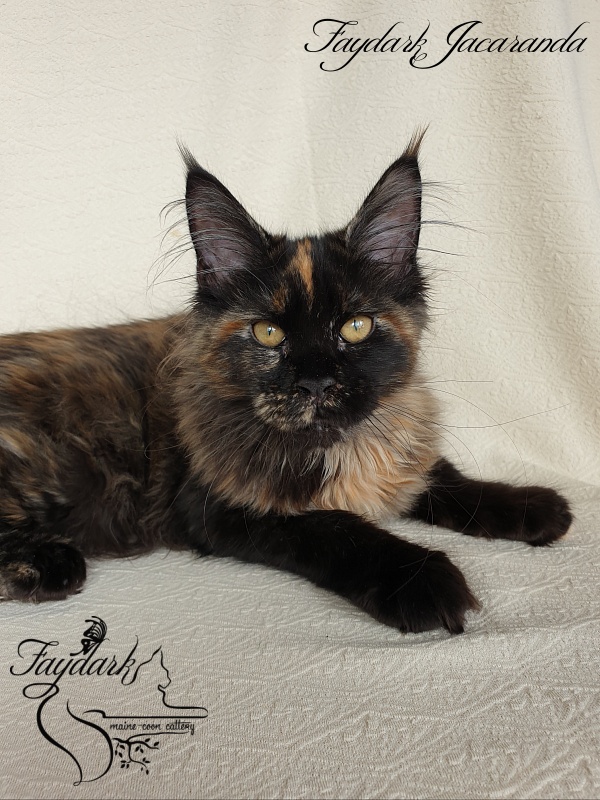 Faydark Jacaranda - Kitten maine-coon 4 months 1.5 week