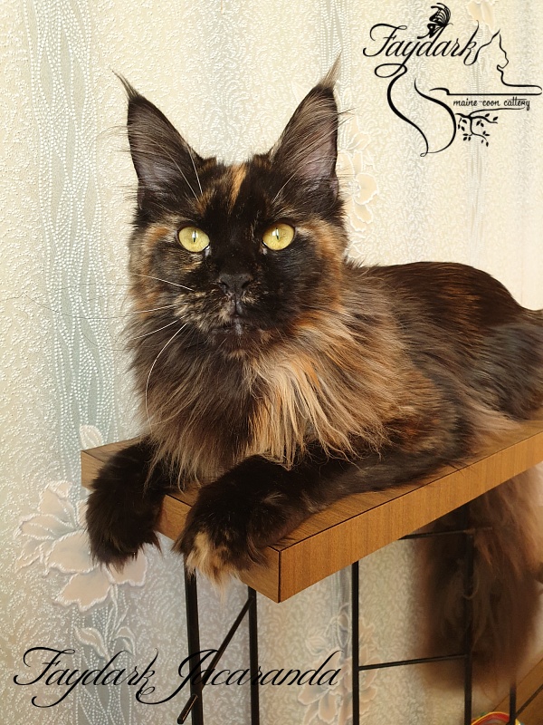 Faydark Jacaranda - Junior maine-coon 8 months