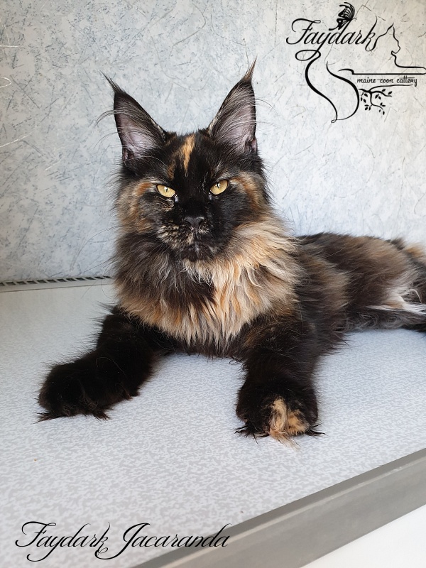 Faydark Jacaranda - Kitten maine-coon 5 months 0.5 weeks