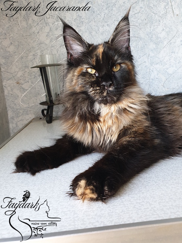 Faydark Jacaranda - Kitten maine-coon 5 months 0.5 weeks
